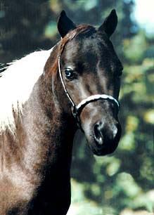 black and white miniature horse stallion head shot, Paintbrush Navajo Night Chant 15K