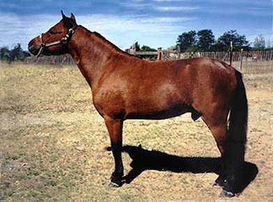 Miniature Horse Stallion -Handy- 28k jpeg