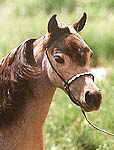 Buckskin miniature mare headshot 3K