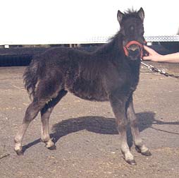 [Miniature Horse For Sale Cowboys Midnightt 10K]