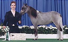 National Futurity Res Champ Cowboy Colt body shot 8K