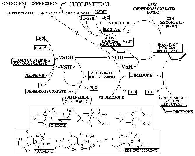 Monooxygenase Control of HMG-CoA Reductase