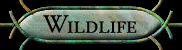 Wildlife
