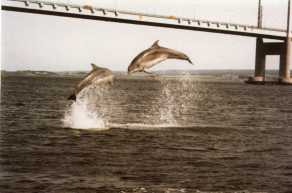 Dolphins at Kessock Bridge