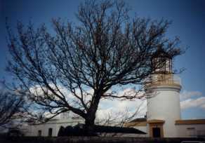 Lighthouse with Tree