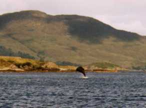 Bottlenose Whales at Skye