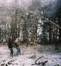 Felling a birch in Neede