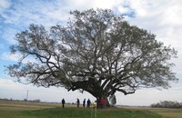 Mr. Al, a live oak in New Iberia.